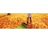 Грабли для листьев большие Fiskars 135016 2