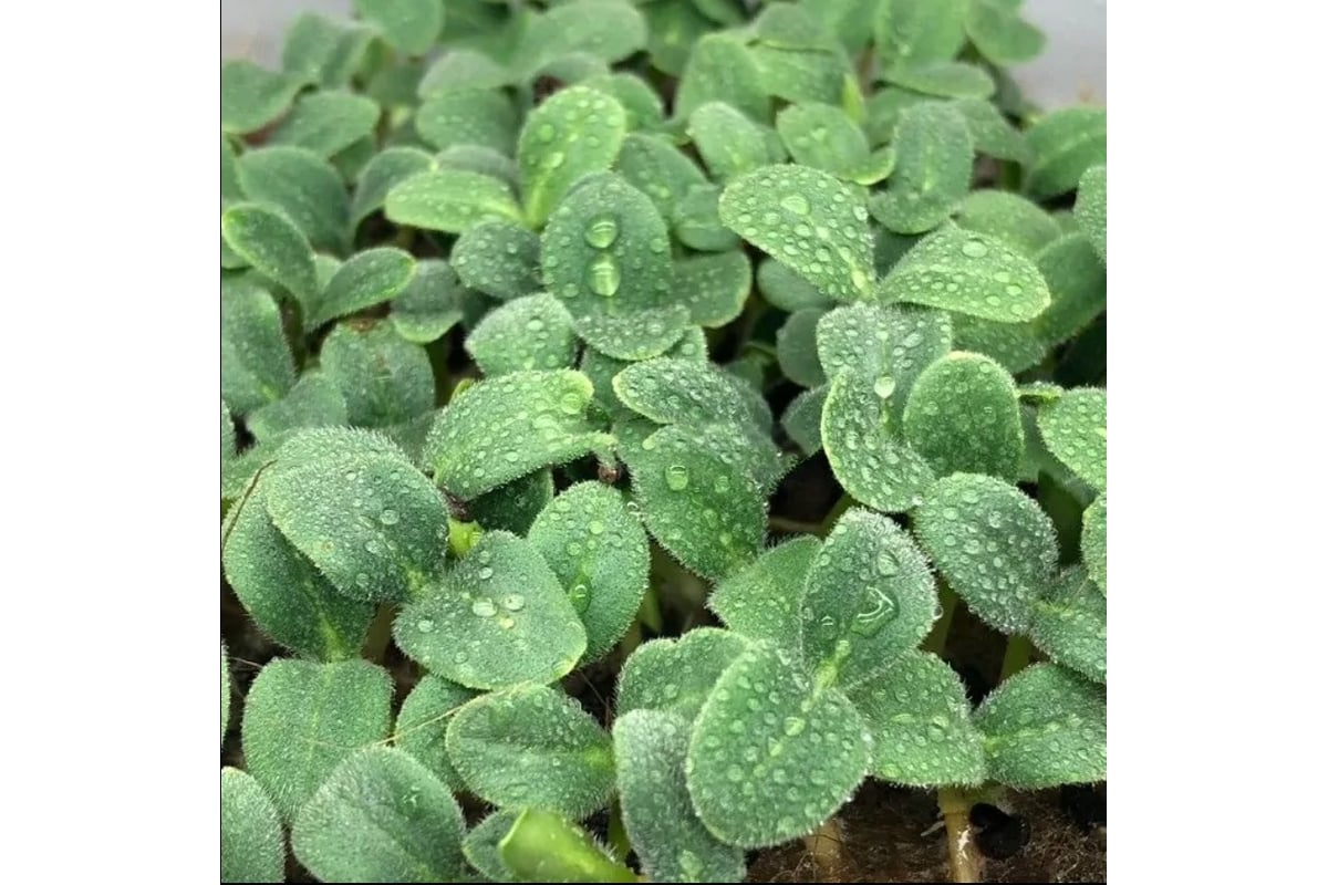 Микрозелень-семена для проращивания ELITE PLANT-BREEDING & SEED ...