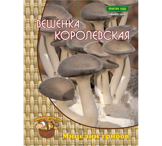 Вешенка королевская фото