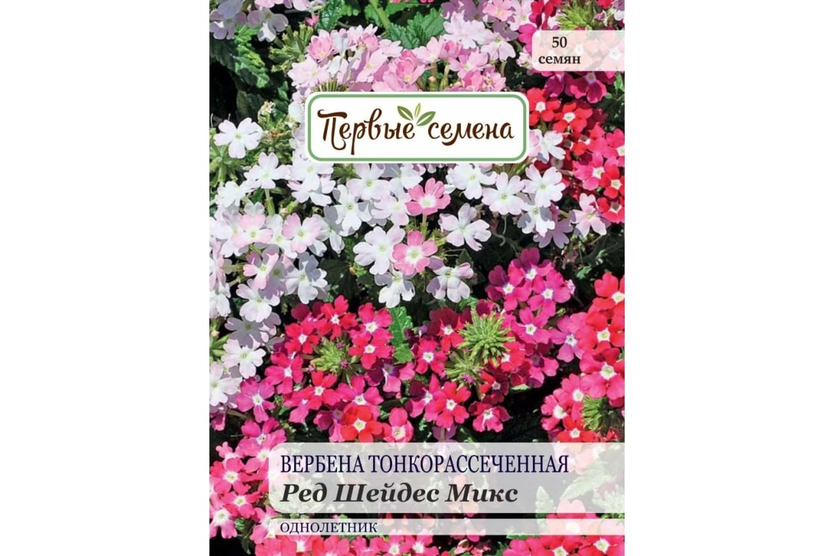 Вербена тонкорассечённая семена. Вербена тонкорассеченная Элизабет. Вербена Элизабет тонкорассеченная рассада. Вербена тонкорассеченная синяя ночь фото.