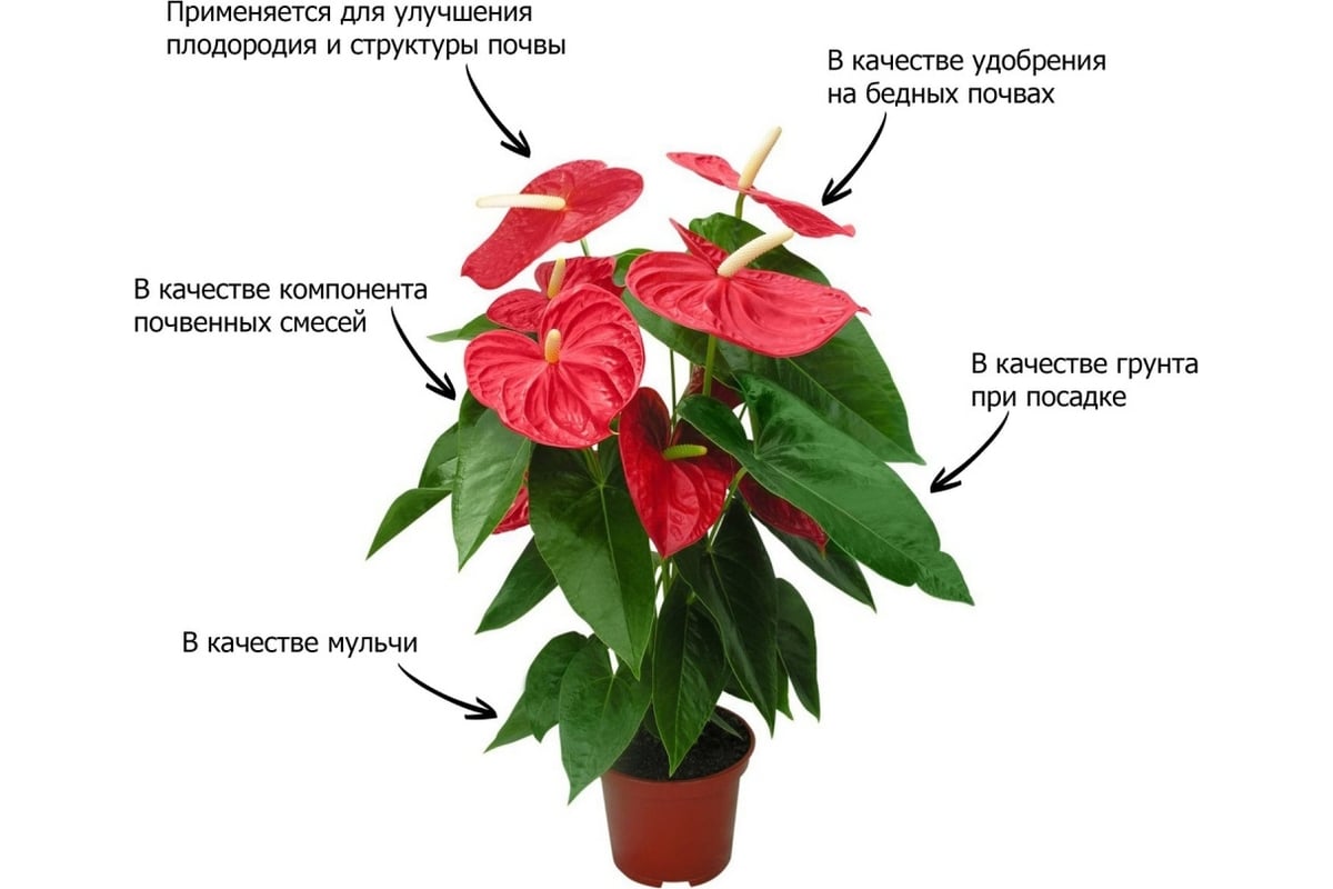Почвогрунт для антуриума и спатифиллума Пуршат 3 л 4631151083992 ...