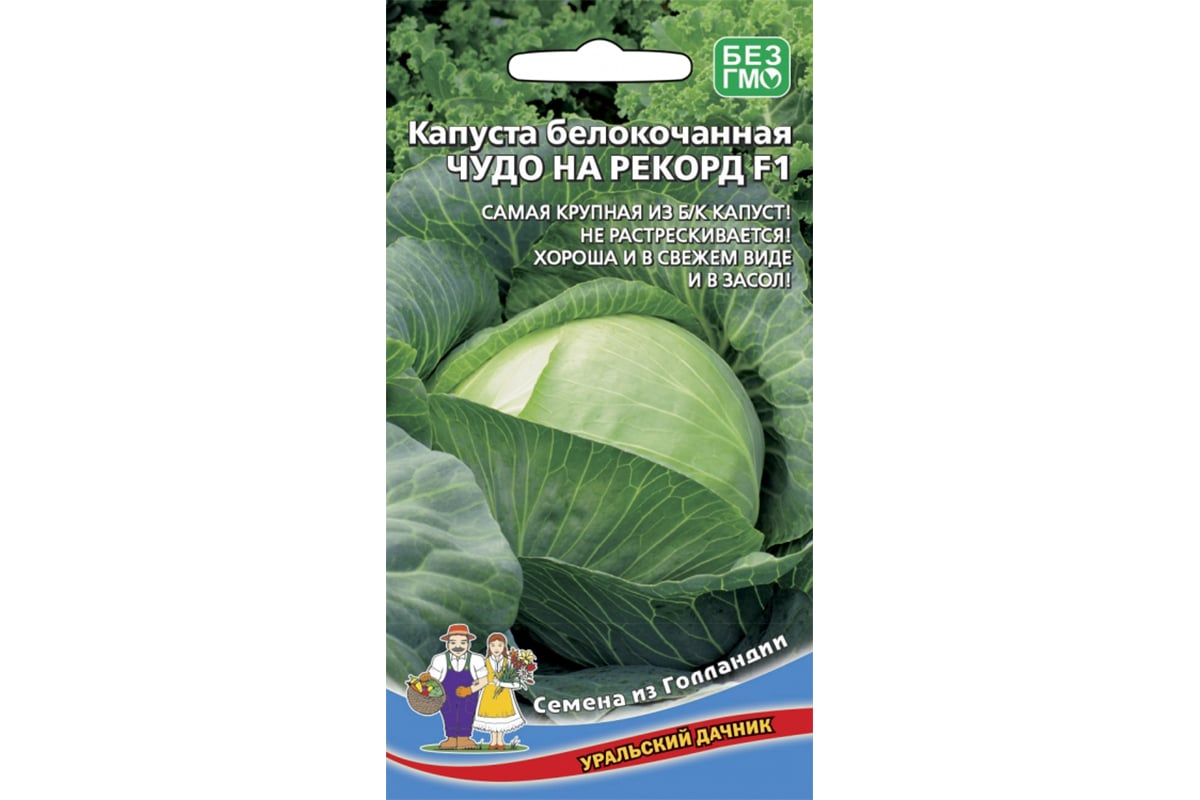 Капуста чудо ультрараннее отзывы. Капуста чудо на рекорд. Уральский Дачник капуста белокочанная безразмерная. Капуста чудо Ультрараннее. Уральская чудо описание.