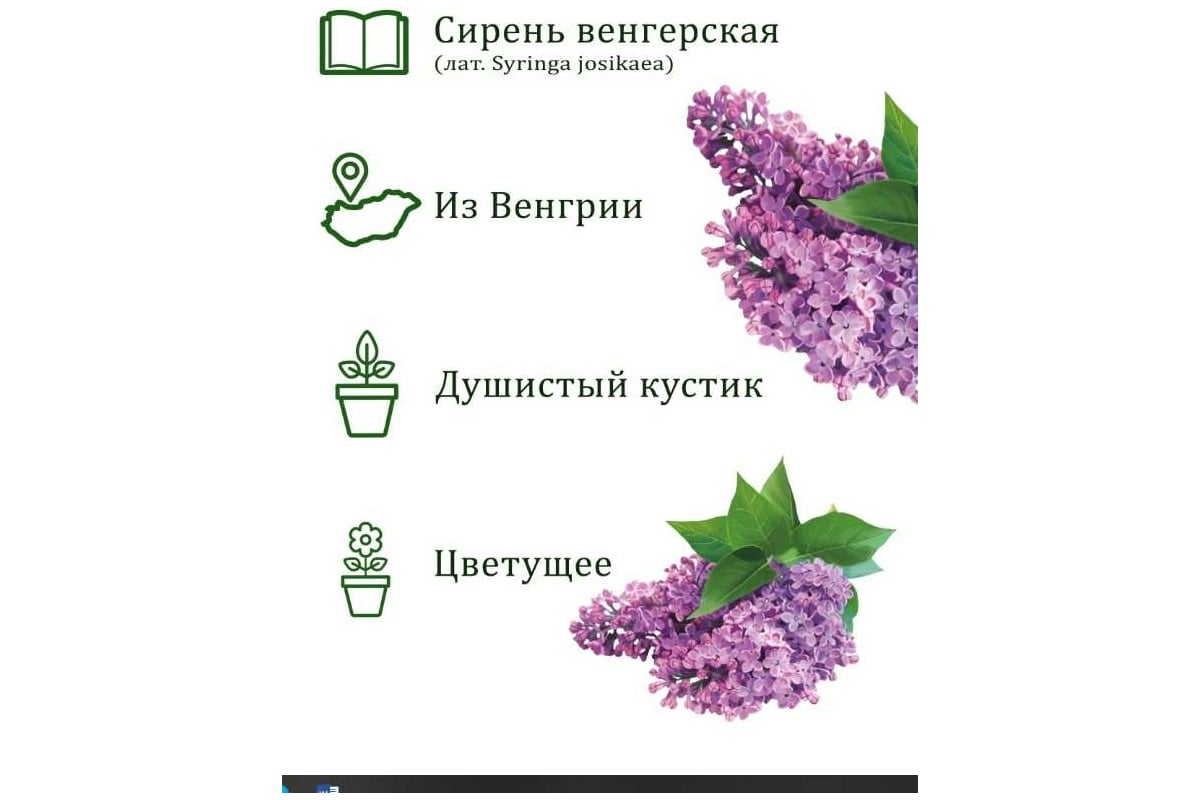 Сирень на штамбе своими руками: как сделать, как сформировать, как вырастить, пошаговая инструкция