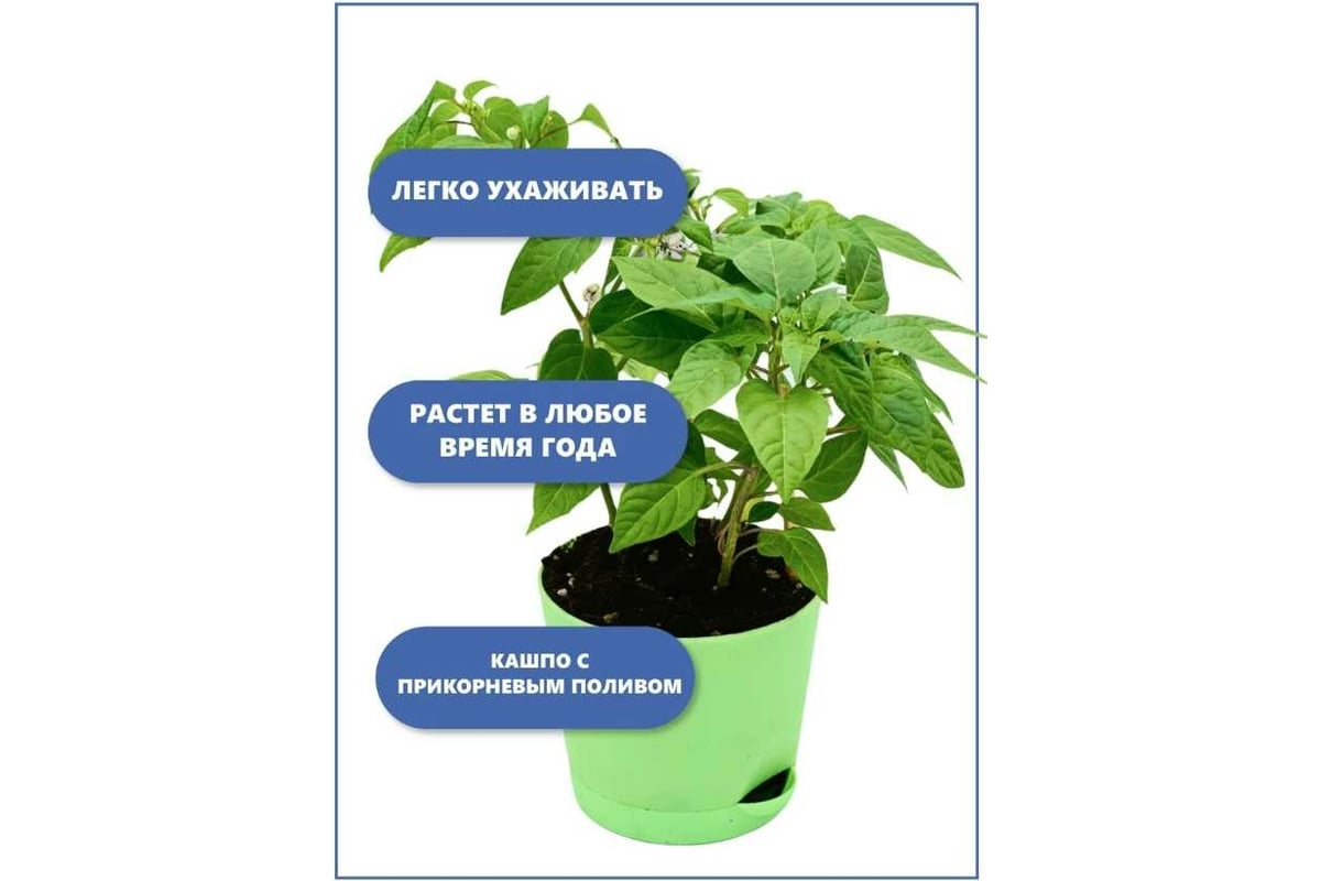 Набор для выращивания растений Тысяча Листьев Мексиканец Перец  кустарниковый tl-026 - выгодная цена, отзывы, характеристики, фото - купить  в Москве и РФ