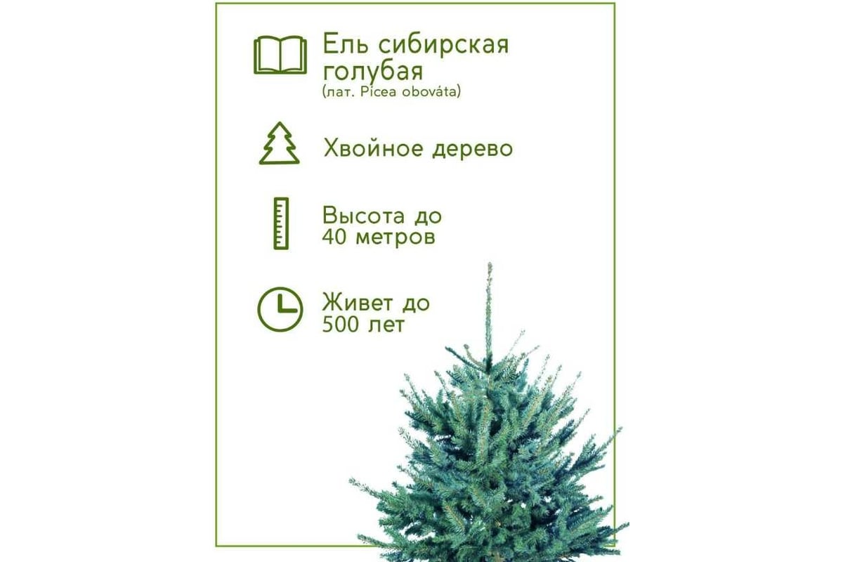 Где купить семена Голубой ели, только в нашем Магазине по Лучшей цене