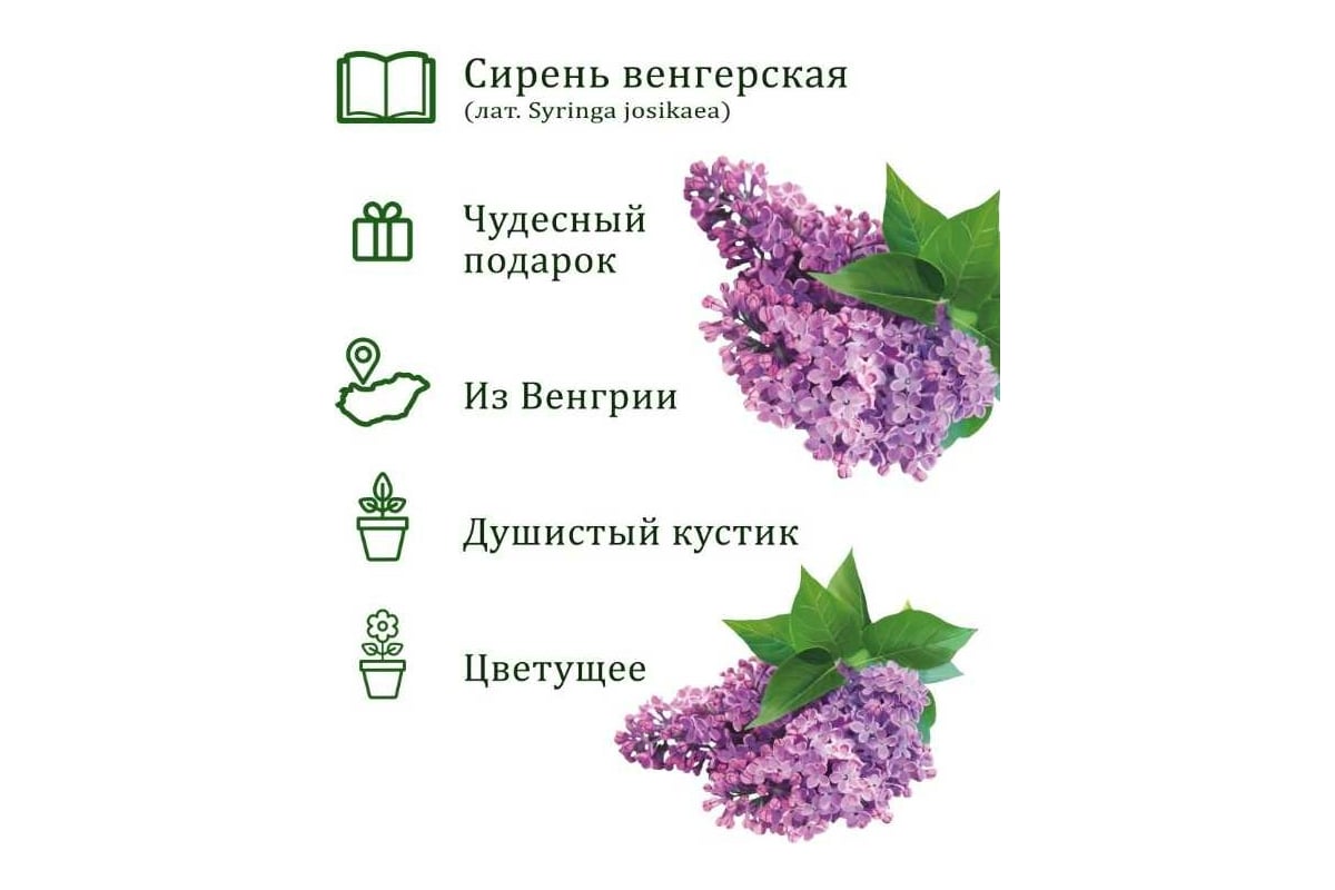 Подарочный набор для выращивания растений Вырасти,Дерево! Сирень венгерская  zk-118