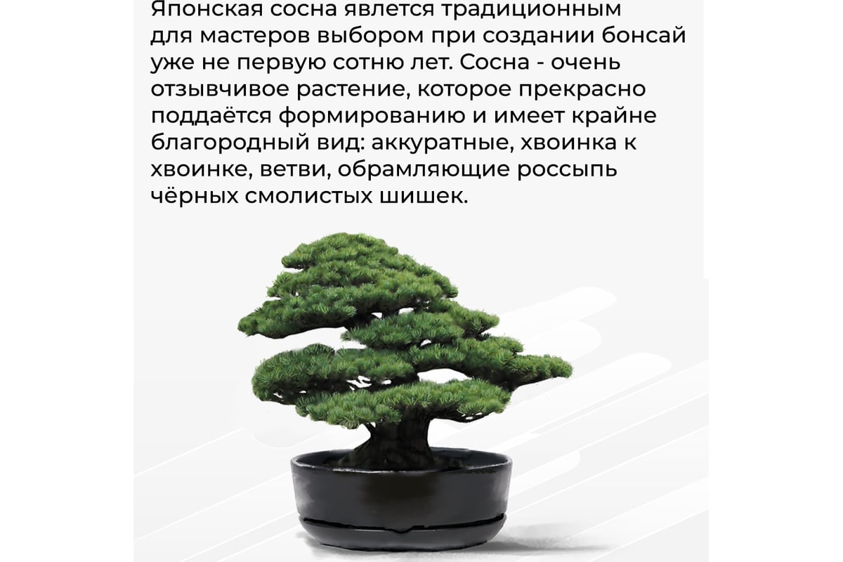 Набор для создания бонсай Сад Радости сосна японская sr-006 - выгодная  цена, отзывы, характеристики, 1 видео, фото - купить в Москве и РФ