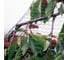 Сетка для защиты от птиц EcoSapiens Garden Bird 165x1000 см ES-106 2