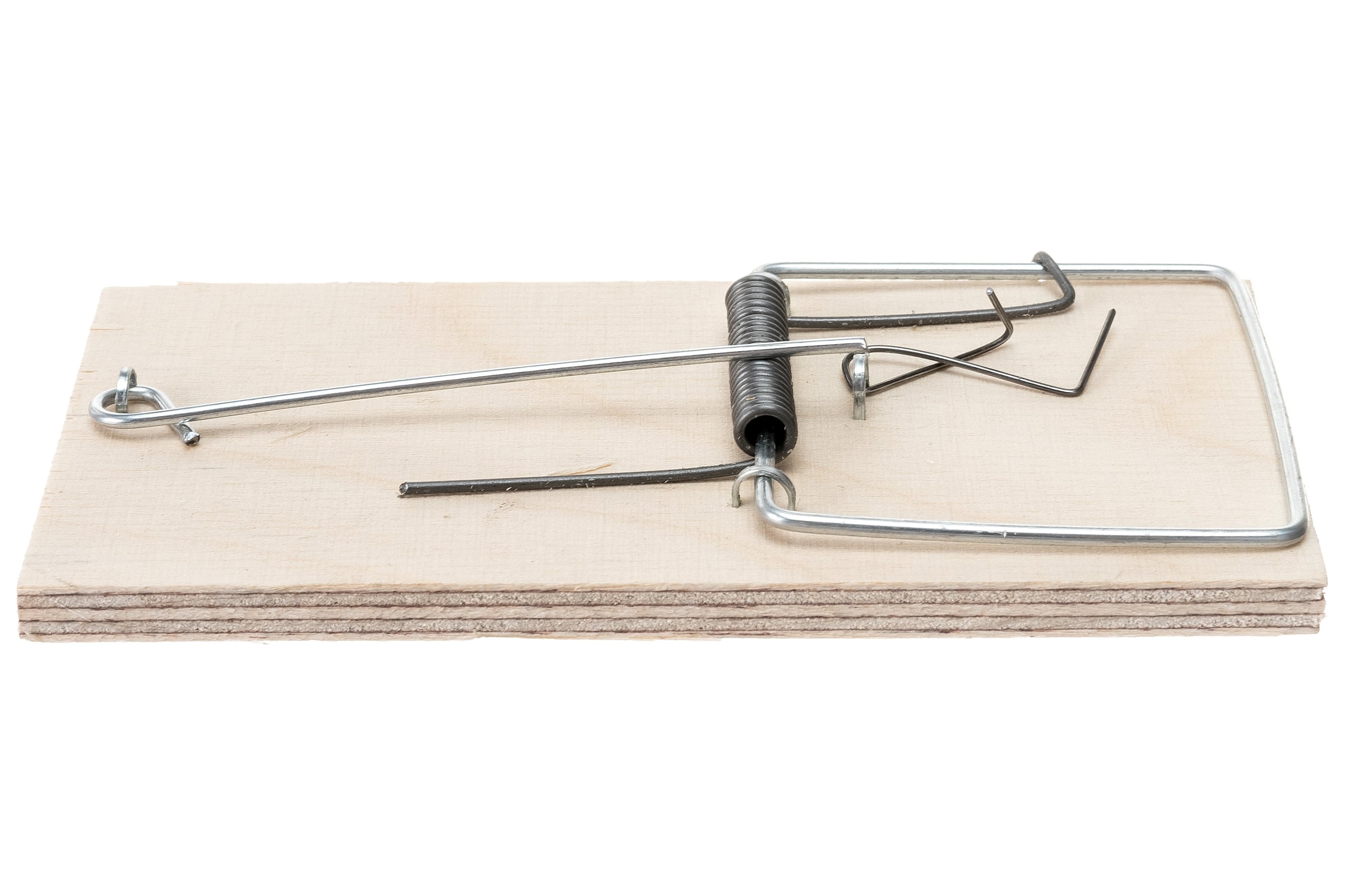 СреднийкапкандлягрызуновРыжийкот092111