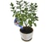 Колба для автополива MasterProf большая Aqua Globes 8.5 x 30 см, 2 шт. HS.110024 3