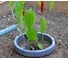 Ограничитель зоны полива EDA, для растений, 25x13 см, полипропилен PP 013944 G.ANT 7