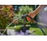 Мультифункциональный пистолет-распылитель Gardena Classic Compact 18375-20.000.00 8