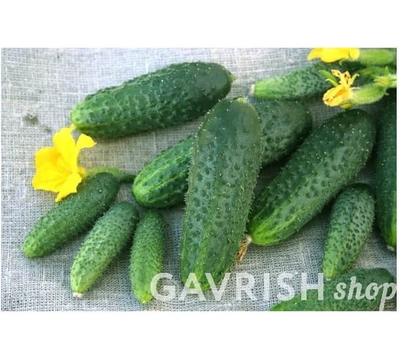 Семена огурца ELITE PLANT-BREEDING & SEED PRODUCTION Co. Щедрик f1 500 шт эс 10710987