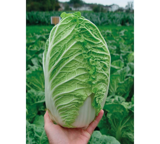 Семена пекинской капусты ELITE PLANT-BREEDING & SEED PRODUCTION Co. Айкидо f1 500 шт эс 191223419