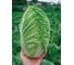 Семена пекинской капусты ELITE PLANT-BREEDING & SEED PRODUCTION Co. Айкидо f1 500 шт эс 191223419 2