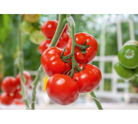 Семена кистевого томата ELITE PLANT-BREEDING & SEED PRODUCTION Co. Блиц f1 100 шт эс мини 1070009543