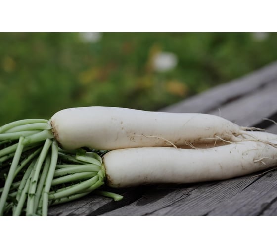 Семена дайкона ELITE PLANT-BREEDING & SEED PRODUCTION Co. Бейсбол 500 шт эс 1912236420