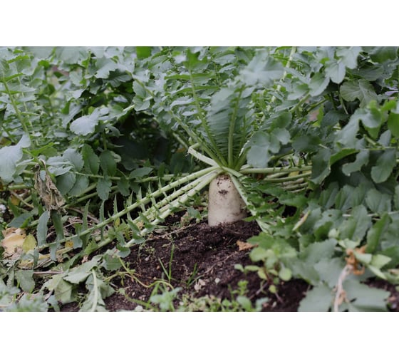 Семена дайкона ELITE PLANT-BREEDING & SEED PRODUCTION Co. Бейсбол 500 шт эс 1912236420