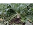 Семена дайкона ELITE PLANT-BREEDING & SEED PRODUCTION Co. Бейсбол 500 шт эс 1912236420 3
