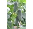 Семена огурца ELITE PLANT-BREEDING & SEED PRODUCTION Co. Динамит f1 20 шт эс мини 1999942833 2