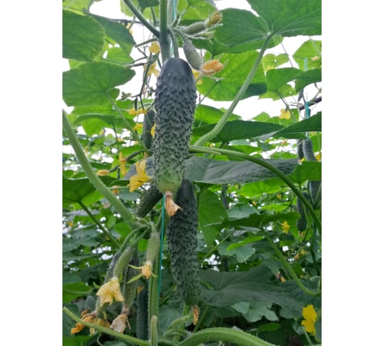 Семена огурца ELITE PLANT-BREEDING & SEED PRODUCTION Co. Атаман f1 100 шт эс мини 1026993522