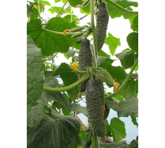 Семена огурца ELITE PLANT-BREEDING & SEED PRODUCTION Co. Атаман f1 100 шт эс мини 1026993522