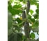 Семена огурца ELITE PLANT-BREEDING & SEED PRODUCTION Co. Атаман f1 100 шт эс мини 1026993522 3