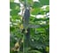 Семена огурца ELITE PLANT-BREEDING & SEED PRODUCTION Co. Атаман f1 20 шт эс мини 1026994899 2