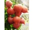Семена томата ELITE PLANT-BREEDING & SEED PRODUCTION Co. Мадера f1 50 шт эс мини 1999942727 2