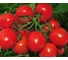Семена томата ELITE PLANT-BREEDING & SEED PRODUCTION Co. Мадера f1 50 шт эс мини 1999942727 3