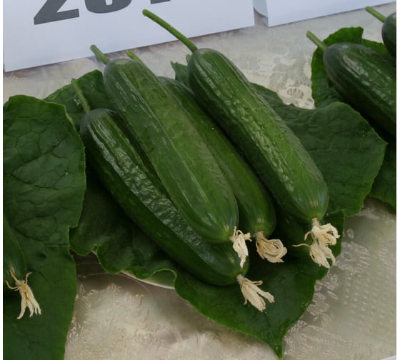 Семена огурца ELITE PLANT-BREEDING & SEED PRODUCTION Co. Карина f1 100 шт эс мини 1026993538