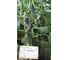 Семена огурца ELITE PLANT-BREEDING & SEED PRODUCTION Co. Дончак f1 20 шт эс мини 1999942831 2