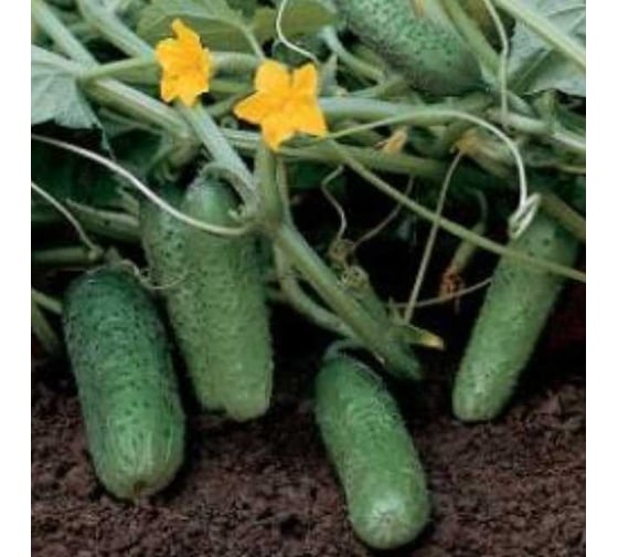 Семена огурца ELITE PLANT-BREEDING & SEED PRODUCTION Co. Пируэт f1 100 шт эс мини 1026993553