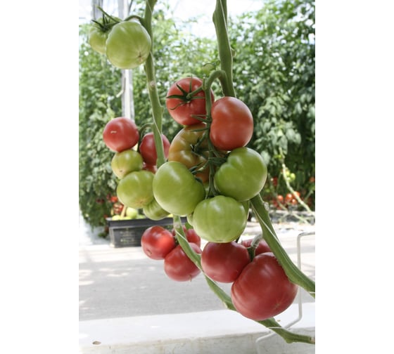 Семена розового крупноплодного томата ELITE PLANT-BREEDING & SEED PRODUCTION Co. Мамба f1 100 шт эс мини 1026993600