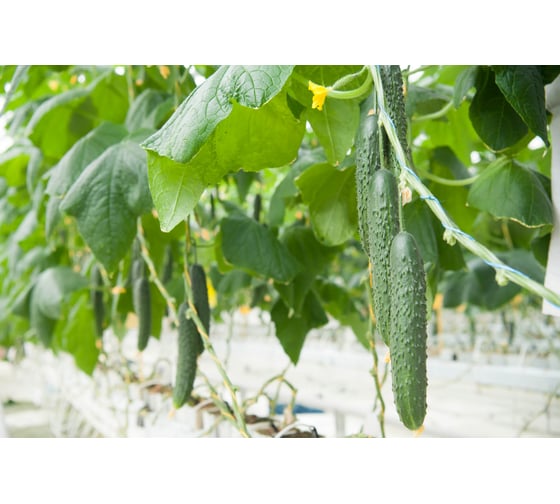 Семена огурца ELITE PLANT-BREEDING & SEED PRODUCTION Co. Варвар f1 100 шт эс мини 107079519
