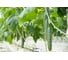 Семена огурца ELITE PLANT-BREEDING & SEED PRODUCTION Co. Варвар f1 100 шт эс мини 107079519 2