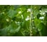 Семена огурца ELITE PLANT-BREEDING & SEED PRODUCTION Co. Джаз f1 100 шт эс мини 1070008557 2