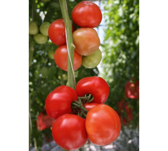 Семена томата ELITE PLANT-BREEDING & SEED PRODUCTION Co. Митридат f1 крупноплодного 100 шт эс мини 1026993599