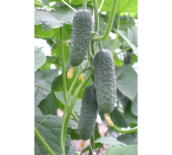 Семена огурца ELITE PLANT-BREEDING & SEED PRODUCTION Co. Динамит f1 100 шт эс мини 1026993529