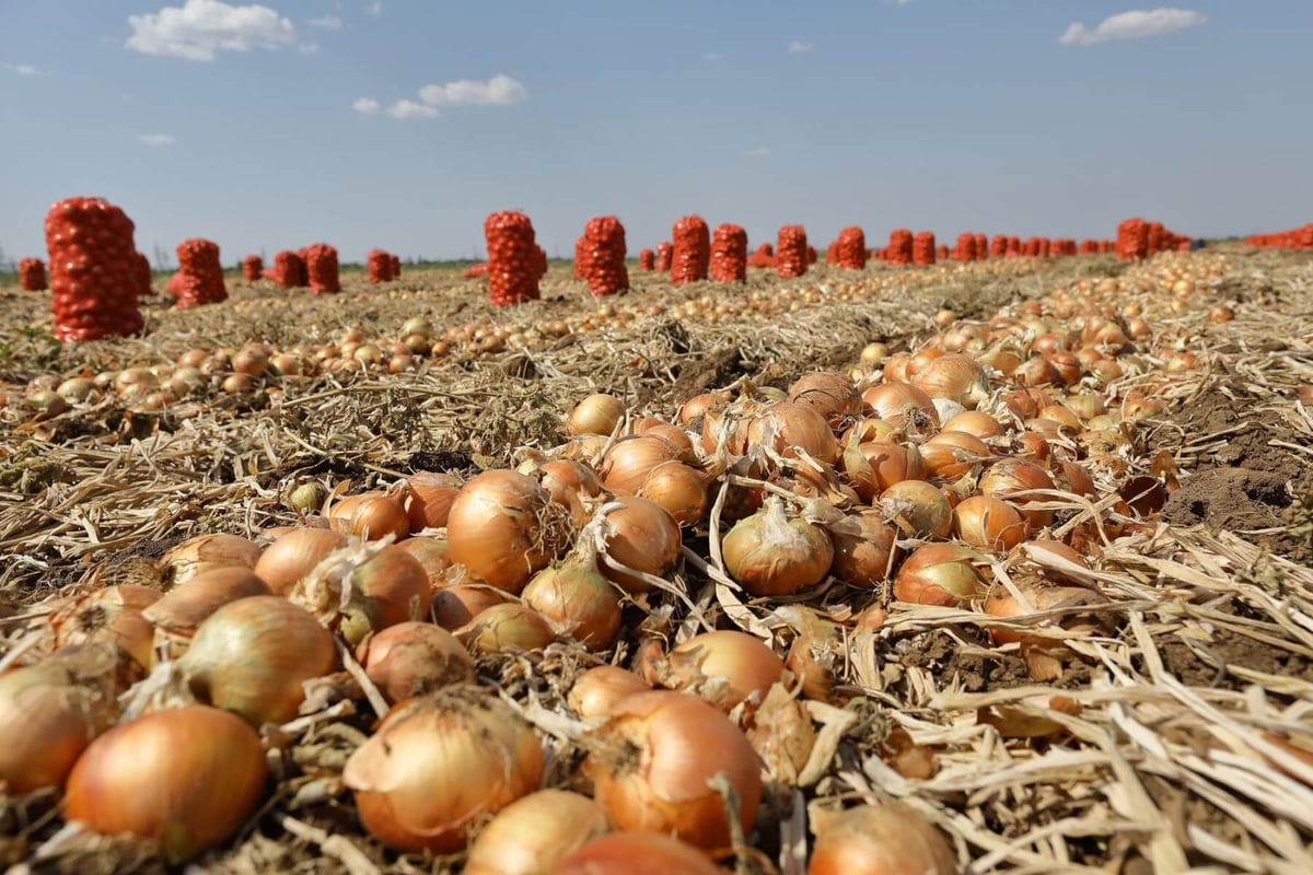 Семена лука репчатого желтого ELITE PLANT-BREEDING & SEED PRODUCTION Co ...