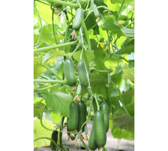 Семена огурца ELITE PLANT-BREEDING & SEED PRODUCTION Co. Орхан f1 100 шт эс мини 1026993676