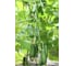 Семена огурца ELITE PLANT-BREEDING & SEED PRODUCTION Co. Орхан f1 100 шт эс мини 1026993676 2