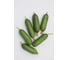 Семена огурца ELITE PLANT-BREEDING & SEED PRODUCTION Co. Орхан f1 100 шт эс мини 1026993676 3