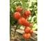 Семена томата ELITE PLANT-BREEDING & SEED PRODUCTION Co. Натс f1 50 шт эс мини 1999942728 2