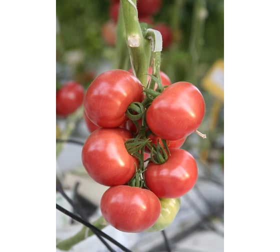 Семена розового томата ELITE PLANT-BREEDING & SEED PRODUCTION Co. Самба f1 100 шт эс мини 1026993589