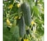 Семена огурца ELITE PLANT-BREEDING & SEED PRODUCTION Co. Шарж f1 100 шт эс мини 1026993560 2