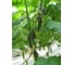 Семена огурца ELITE PLANT-BREEDING & SEED PRODUCTION Co. Шарж f1 100 шт эс мини 1026993560 3