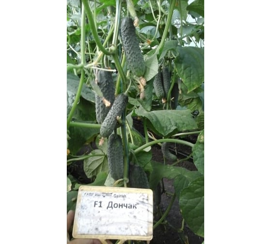 Семена огурца ELITE PLANT-BREEDING & SEED PRODUCTION Co. Дончак f1 100 шт эс мини 1026993530