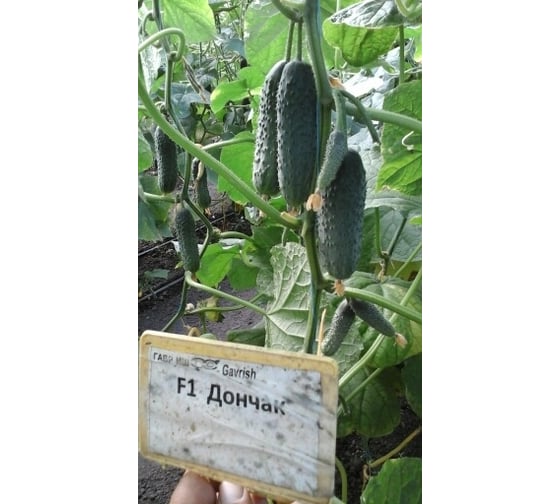Семена огурца ELITE PLANT-BREEDING & SEED PRODUCTION Co. Дончак f1 100 шт эс мини 1026993530