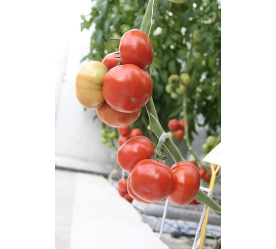 Семена крупноплодного томата ELITE PLANT-BREEDING & SEED PRODUCTION Co. Якиманка f1 100 шт эс мини 1026993665